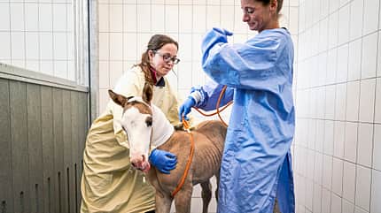 CAVALLO Fohlenintensivmedizin Fohlenintensivmedizin