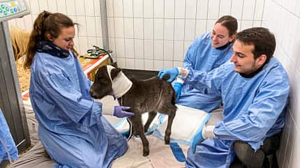 CAVALLO Fohlenintensivmedizin Fohlenintensivmedizin
