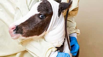 CAVALLO Fohlenintensivmedizin Fohlenintensivmedizin