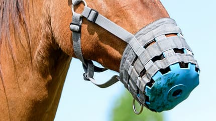 CAVALLO Medizin-Kompendium Hufrehe Medizin-Kompendium Hufrehe