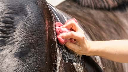CAVALLO Pferdehaut, Hautkrankheiten Pferdehaut