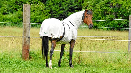 CAVALLO Pferdehaut, Hautkrankheiten Pferdehaut