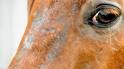 CAVALLO Pferdehaut, Hautkrankheiten Pferdehaut