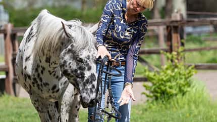 Katja Schnabel, kopfscheu, trensen, auftrensen, Trense Katja Schnabel trenst Pferd auf