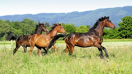 Weide, Koppel, Gruppe, Herde Pferde auf der Weide