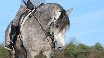 CAVALLO Die Skala der Ausbildung Die Skala der Ausbildung