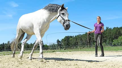 CAVALLO Die Skala der Ausbildung Die Skala der Ausbildung