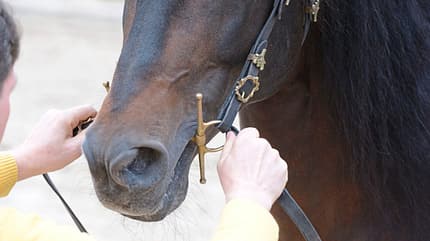 CAVALLO Die Skala der Ausbildung Die Skala der Ausbildung