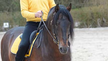 CAVALLO Die Skala der Ausbildung Die Skala der Ausbildung