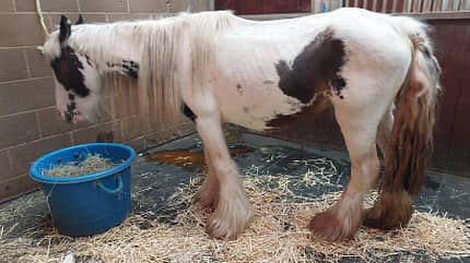 Pferderettung, Tierschutz Moose nach ihrer Aufnahme bei World Horse Welfare