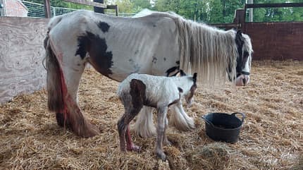 Pferderettung, Tierschutz Moose und Goose nach der Geburt