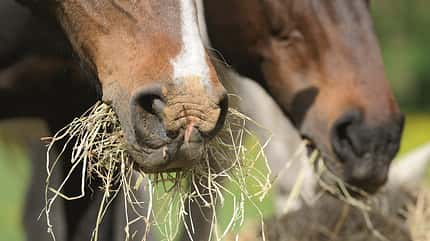 Pferd frisst Stroh Pferd frisst Stroh