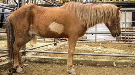 CAVALLO Medizin Kompendium Gallensteine Medizin Kompendium Gallensteine