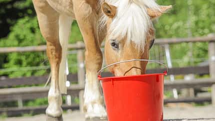 CAVALLO Medizin Kompendium Gallensteine Medizin Kompendium Gallensteine