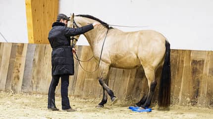 CAVALLO Balancepads CAVALLO Balancepads
