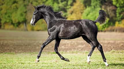 CAVALLO Moderne Pferdezucht CAVALLO Moderne Pferdezucht