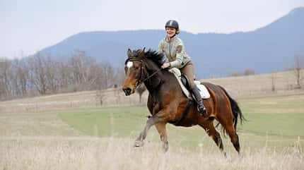 CAVALLO Fütterung nach Maß CAVALLO Fütterung nach Maß