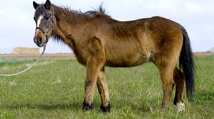 Parodontitis