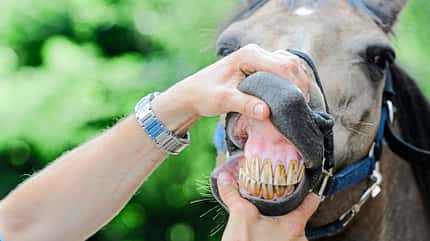 CAVALLO Kräuter gegen Karies Kräuter gegen Karies