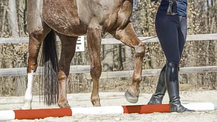 CAVALLO Schritt-Training CAVALLO Schritt-Training