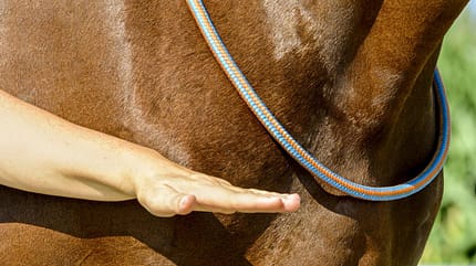 CAVALLO Halsringreiten CAVALLO Halsringreiten