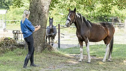 CAVALLO Katja Schnabel zeigt Signale, die zum Folgen animieren CAVALLO Katja Schnabel zeigt Signale, die zum Folgen animieren