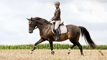 CAVALLO Leichttraben CAVALLO Leichttraben