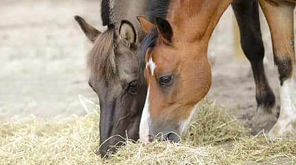 CAVALLO Faser-Fiebel