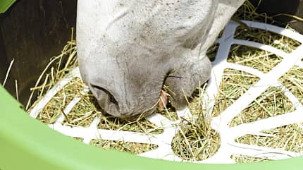 CAVALLO Faser-Fiebel, Heu CAVALLO Faser-Fiebel