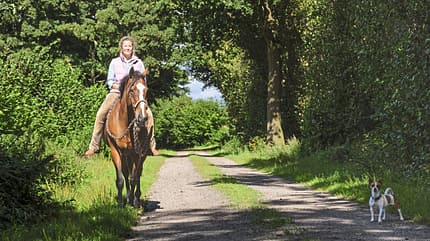 CAVALLO DIe Künstlerin Saskia von Sperber - Ein Leben in Farbe CAVALLO DIe Künstlerin Saskia von Sperber - Ein Leben in Farbe