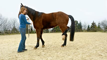 Braunes Shivering Pferd im Rückwärtsrichten an der Hand auf einem Reitplatz