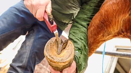 Pferdehuf, Hufe auskratzen, Hufe geben, Huf, Hufkratzer, Schmied, Shivering Eine Person hält den Pferdehuf nach oben und säubert ihn mit einem Hufkratzer
