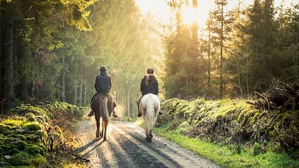 Geländereiten, Reiten ins Gelände, Reiten im Wald, Reiten in der Natur, Schrittrunde, Schritt im Gelände, sommerliche Stimmung Zwei Reiter von hinten auf einem Waldweg