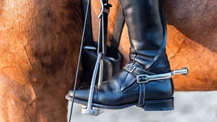 Nahaufnahme Reitstiefel, Absatz beim Reiten, Beinhaltung Reiten, Dressurreiten, Dressur, Rädchensporen, Sporen, Reitstiefel, Steigbügel Nahaufnahme eines Reitstiefels am Pferd mit Sporen
