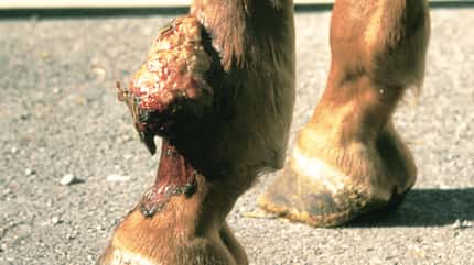 CAV Symptom-Lexikon Wildes Fleisch CAV Symptom-Lexikon Wildes Fleisch