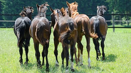 CAV Fohlen-Erziehung 48 CAV Fohlen-Erziehung 48