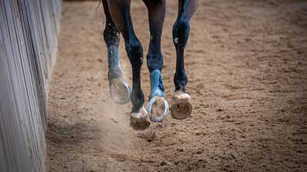 Nahaufnahme Galopp, Pferdebeine, Pferdehufe, Gamaschen, Beinschutz, Hufeisen Braune Pferdebeine Nahaufnahme im Galopp in der Reithalle