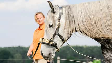 CAVALLO Reiten mit Kappzaum Reiten mit Kappzaum