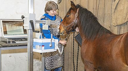 CAVALLO Neustart fürs Problempferd Criollo J.C. CAVALLO Neustart fürs Problempferd Criollo J.C.