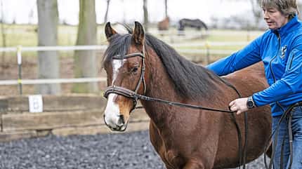 CAVALLO Neustart fürs Problempferd Criollo J.C. CAVALLO Neustart fürs Problempferd Criollo J.C.