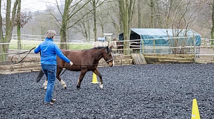 CAVALLO Neustart fürs Problempferd Criollo J.C. CAVALLO Neustart fürs Problempferd Criollo J.C.