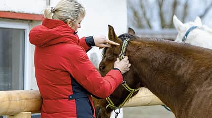 CAVALLO Katja Schnabel - Drohen, treten, beißen: Was steckt dahinter? So eine Zickerei! CAVALLO Katja Schnabel - Drohen, treten, beißen: Was steckt dahinter? So eine Zickerei!