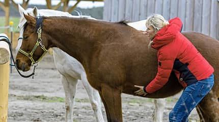 CAVALLO Katja Schnabel - Drohen, treten, beißen: Was steckt dahinter? So eine Zickerei! CAVALLO Katja Schnabel - Drohen, treten, beißen: Was steckt dahinter? So eine Zickerei!