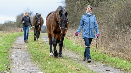 CAVALLO Katja Schnabel - Drohen, treten, beißen: Was steckt dahinter? So eine Zickerei! CAVALLO Katja Schnabel - Drohen, treten, beißen: Was steckt dahinter? So eine Zickerei!