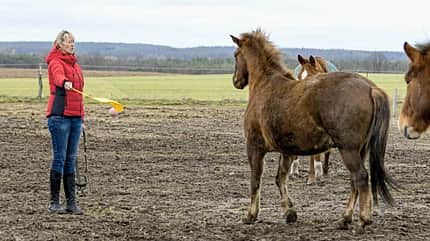 CAVALLO Katja Schnabel - Drohen, treten, beißen: Was steckt dahinter? So eine Zickerei! CAVALLO Katja Schnabel - Drohen, treten, beißen: Was steckt dahinter? So eine Zickerei!