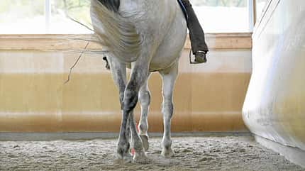 CAVALLO Kreatives Ecken-Training CAVALLO Kreatives Ecken-Training