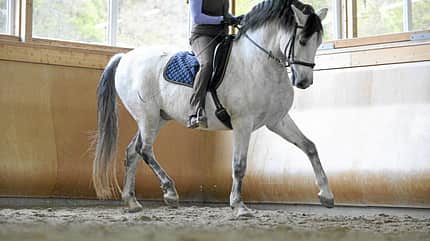 CAVALLO Kreatives Ecken-Training CAVALLO Kreatives Ecken-Training