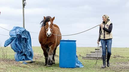 CAVALLO Katja Schnabel - Enge wie beim Verladen CAVALLO Katja Schnabel - Enge wie beim Verladen