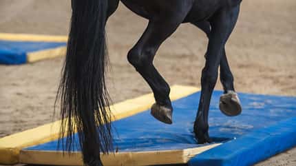 CAVALLO EquiGym CAVALLO EquiGym