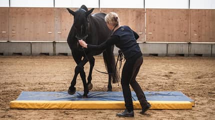 CAVALLO EquiGym CAVALLO EquiGym